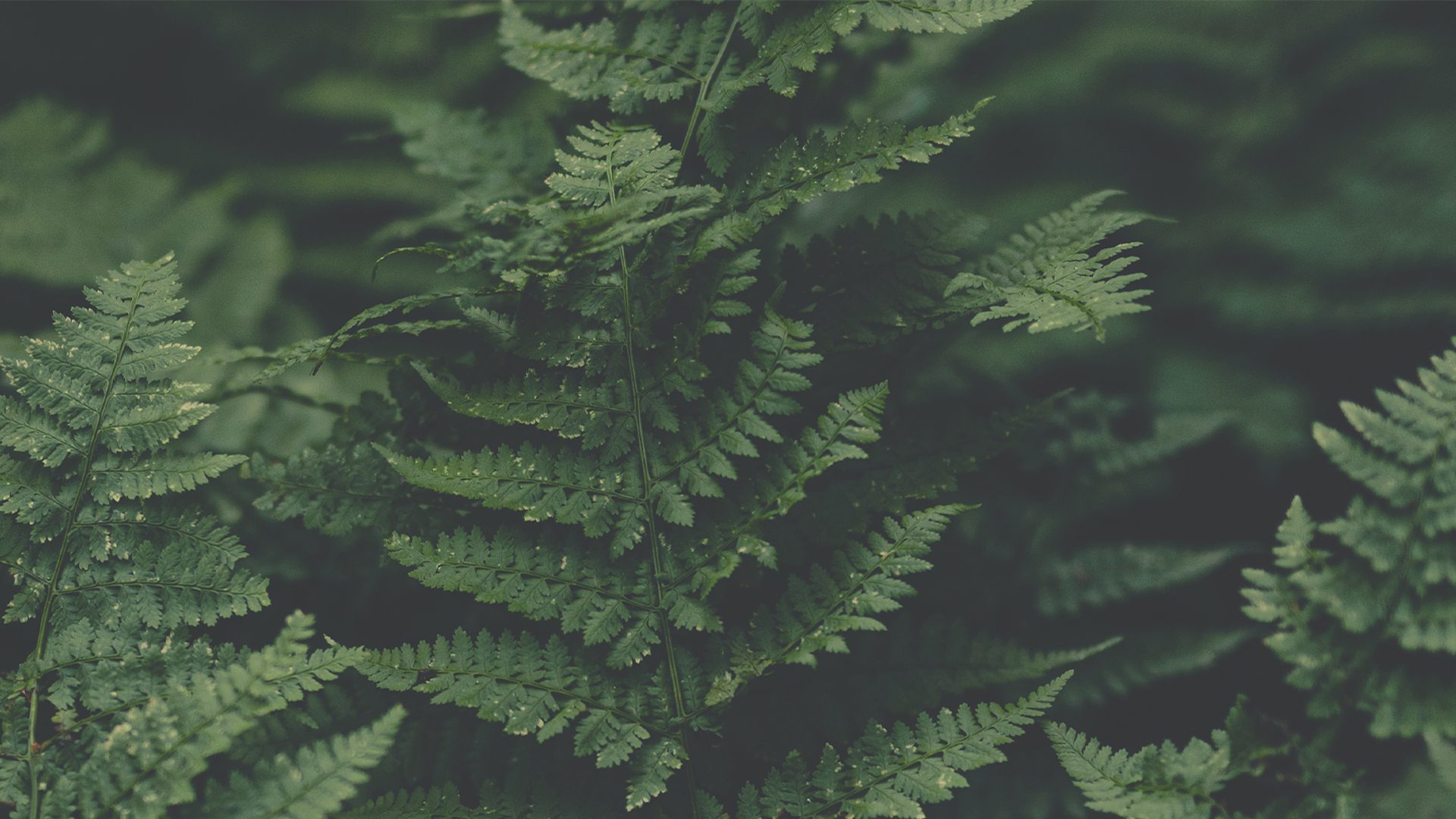 green-portfolio-header